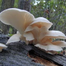 wild oyster mushrooms growing on dead log